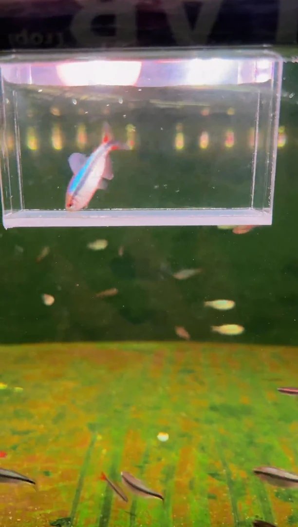 灯科鱼新流域缎带*1