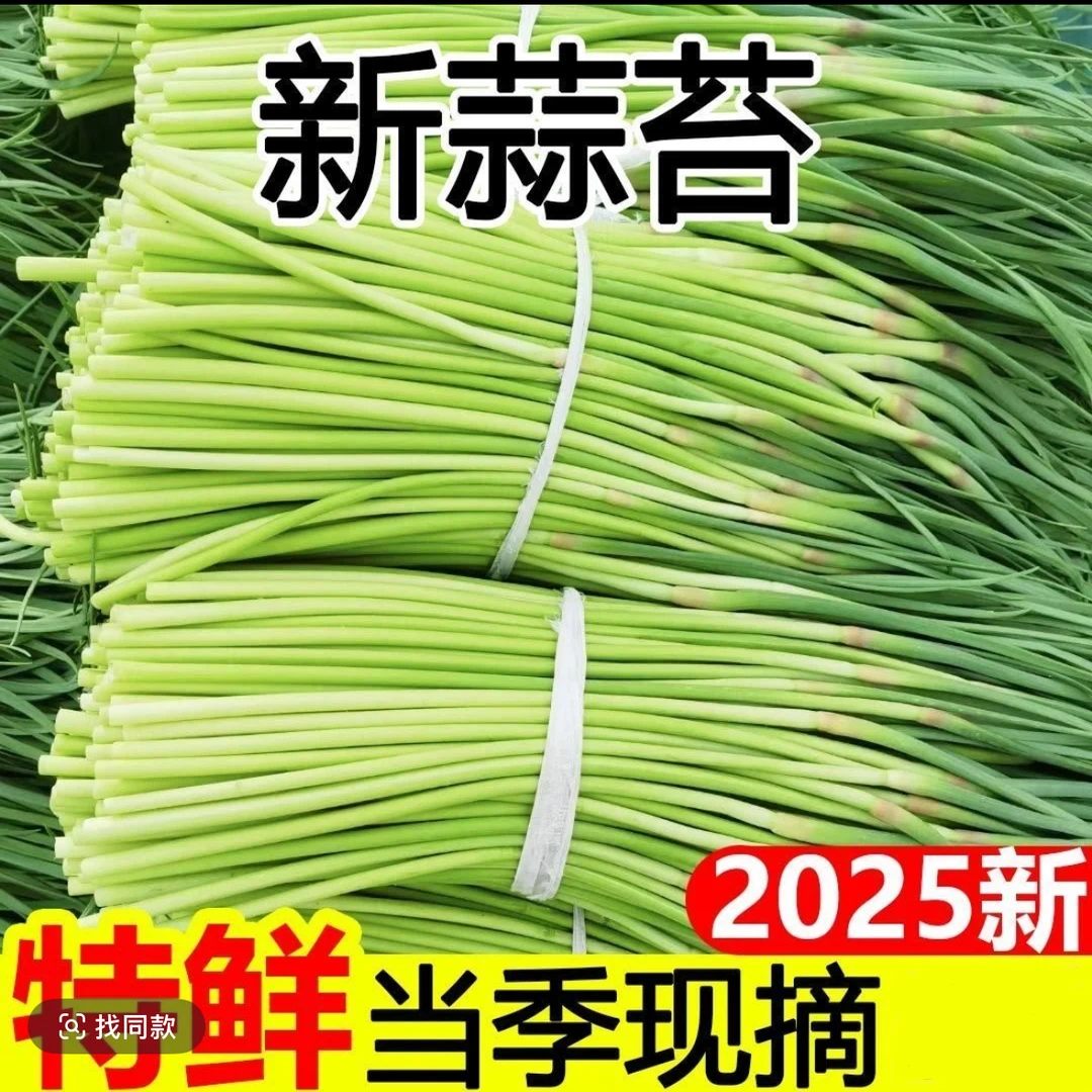 2025 河南新鲜蒜苔新鲜蔬菜现摘现发不泡水