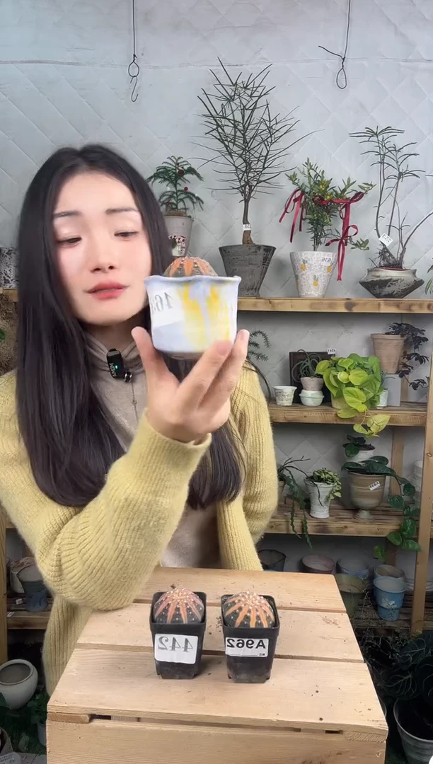 无花朵463拉很加盆一套