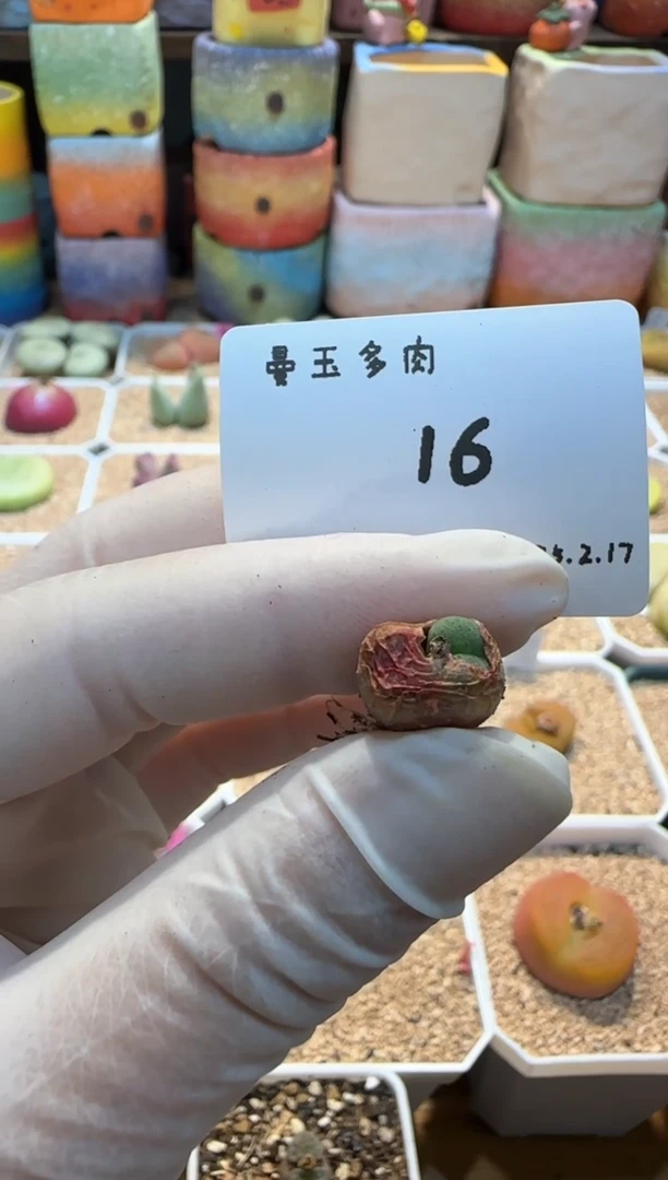 【闪购商品】25.2.17-16招财进宝