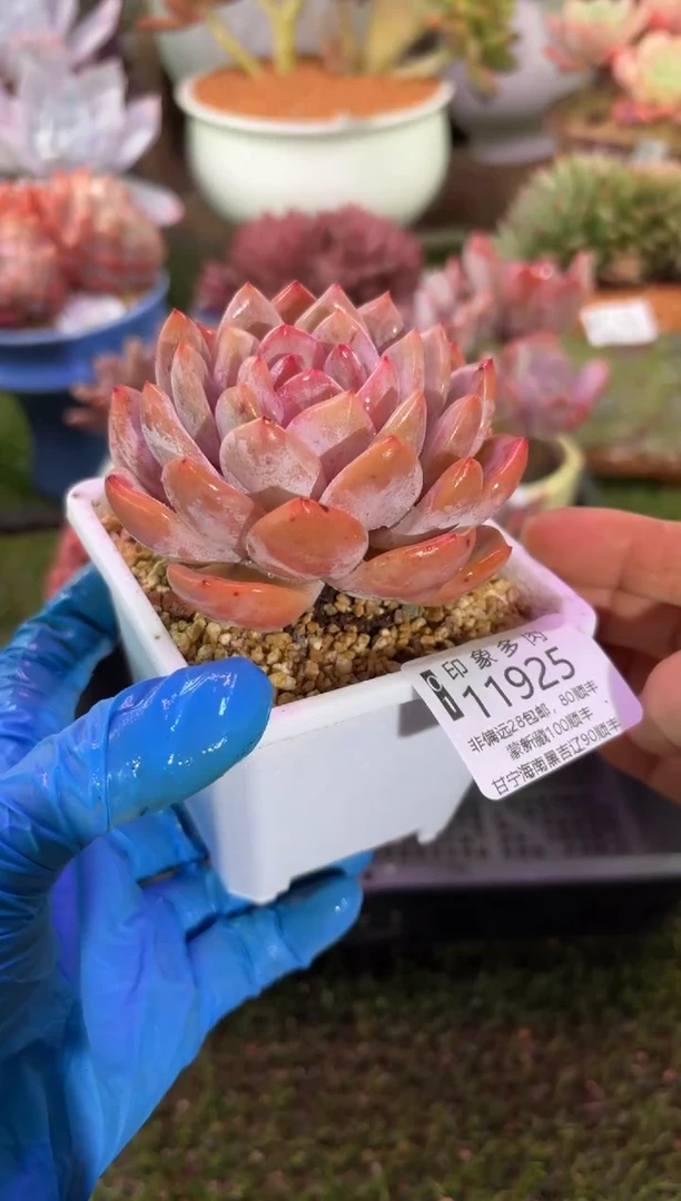 【闪购商品】11925