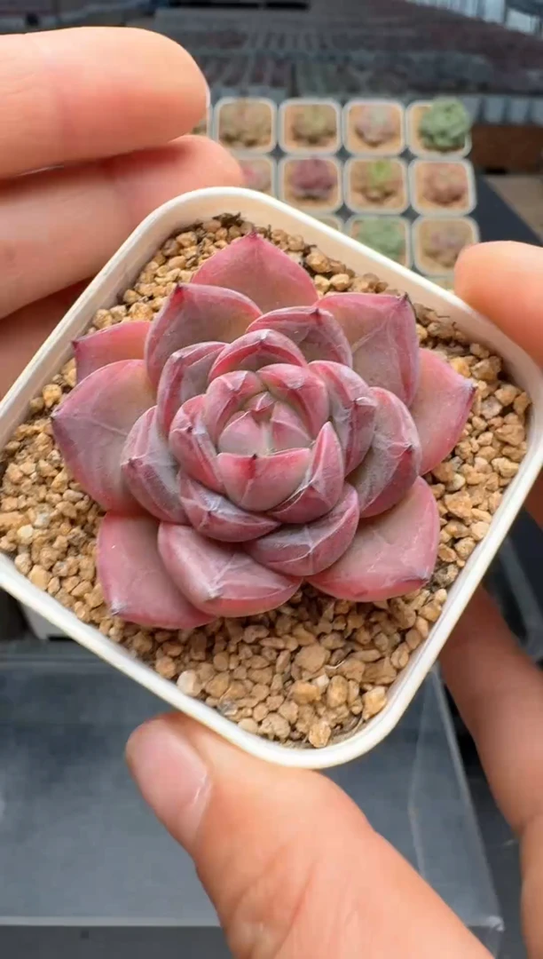 【闪购商品】327号 珍妮杂交多肉 花卉植物