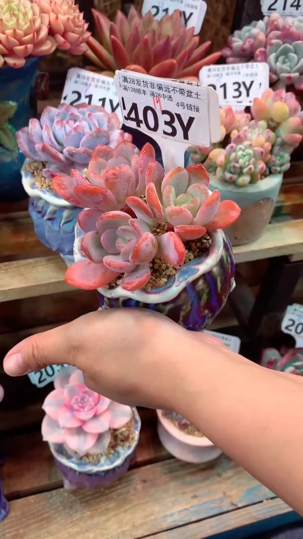 403Y（一物一拍实付满28发货，默认不带盆土）