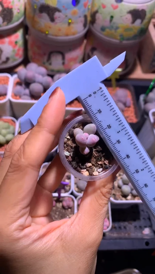 韩国彩虹奶酪，满28包邮，不满发一个叶片到付