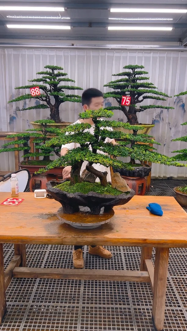 无花朵蘇精品盆景直播间一物一拍