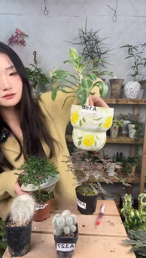 无花朵编号160景德镇手绘花盆加白马成