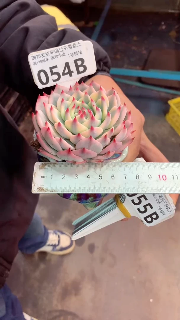 054B（一物一拍实付满28发货，默认不带盆土）