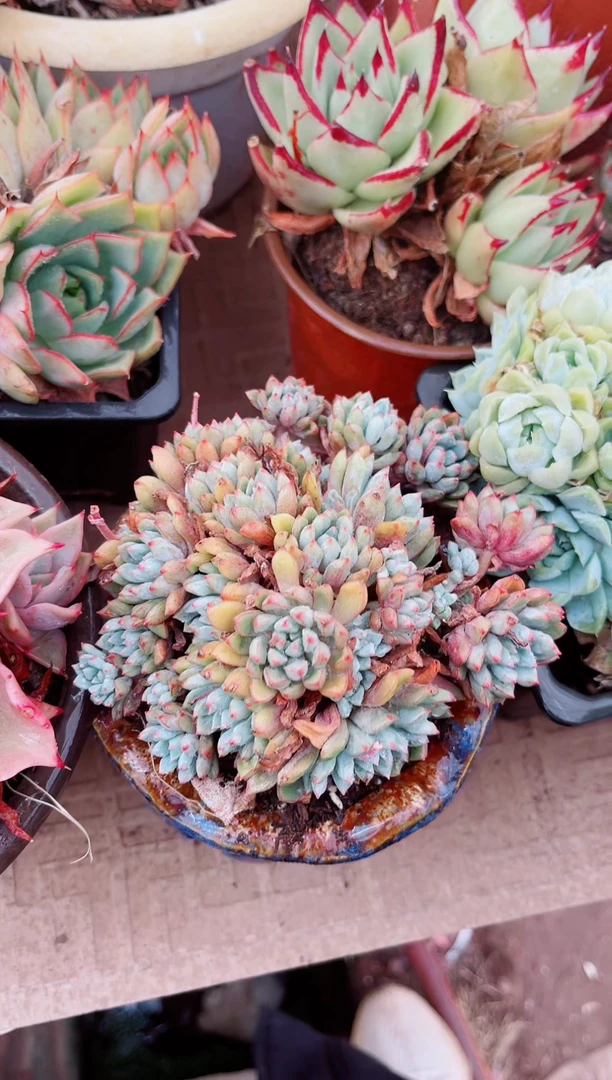 24248多肉植物一物一拍