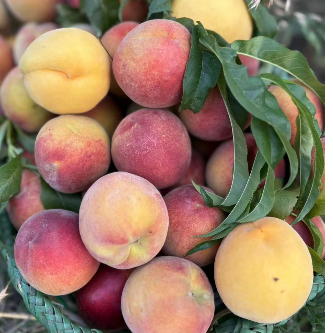 黄桃 大胆自家种植黄桃新鲜采摘应季孕妇水果