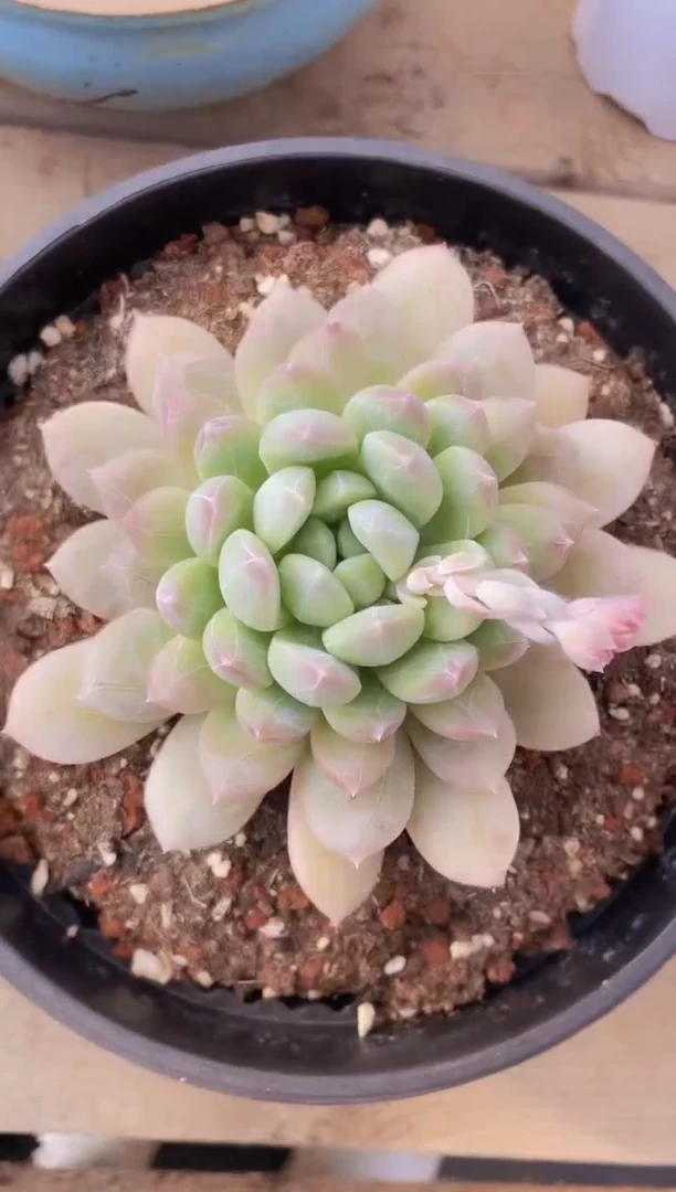 【闪购商品】999百达多肉