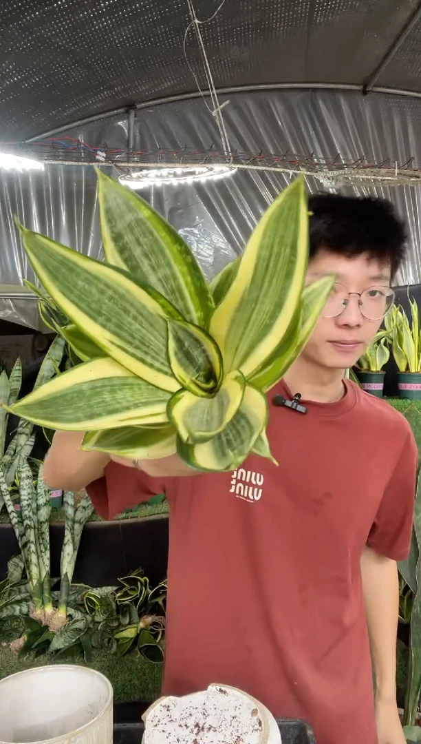 精品哈尼带盆土9.9