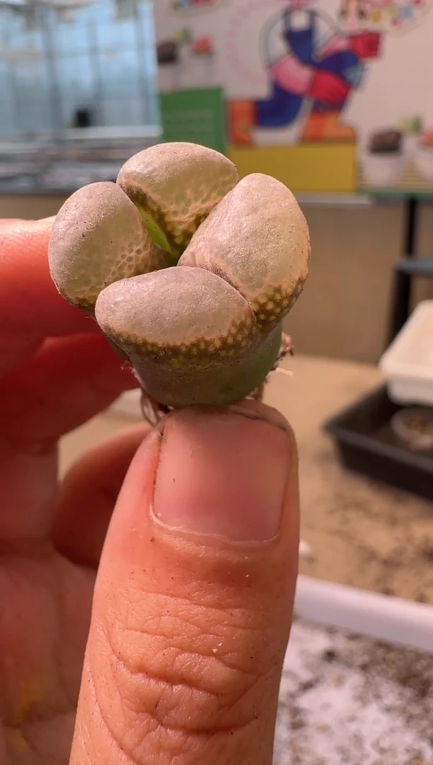 多肉植物肉锥4-261