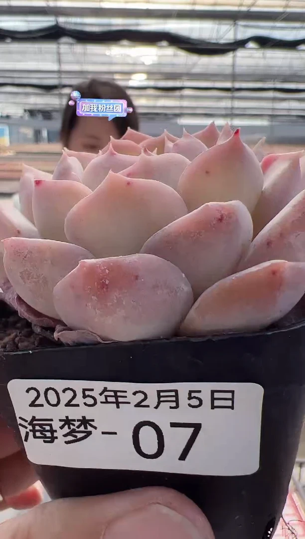 【闪购商品】海梦-7