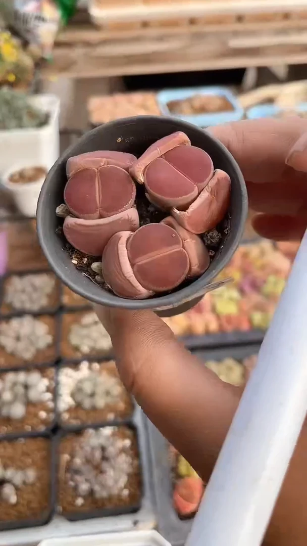 【闪购商品】9716直播一物一拍