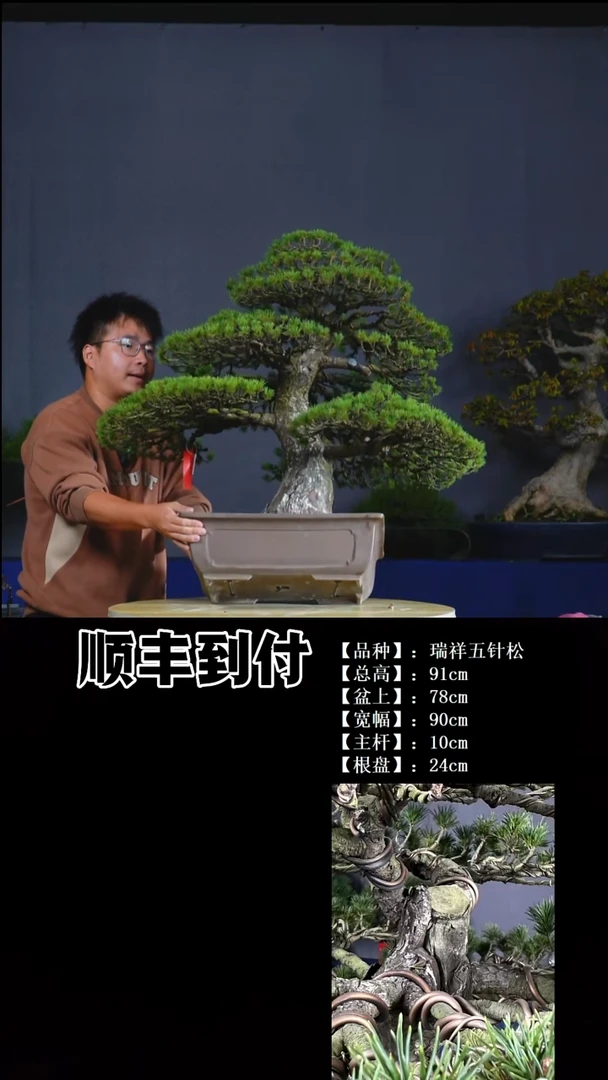无花朵瑞祥五针松buaboyou