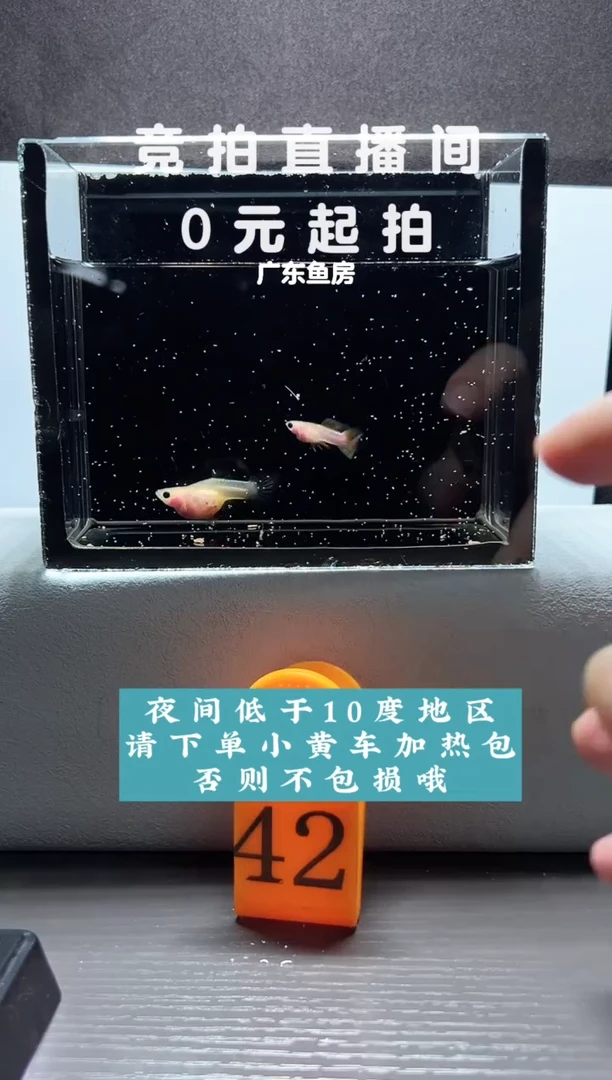 孔雀鱼带胎幻彩一对编号42