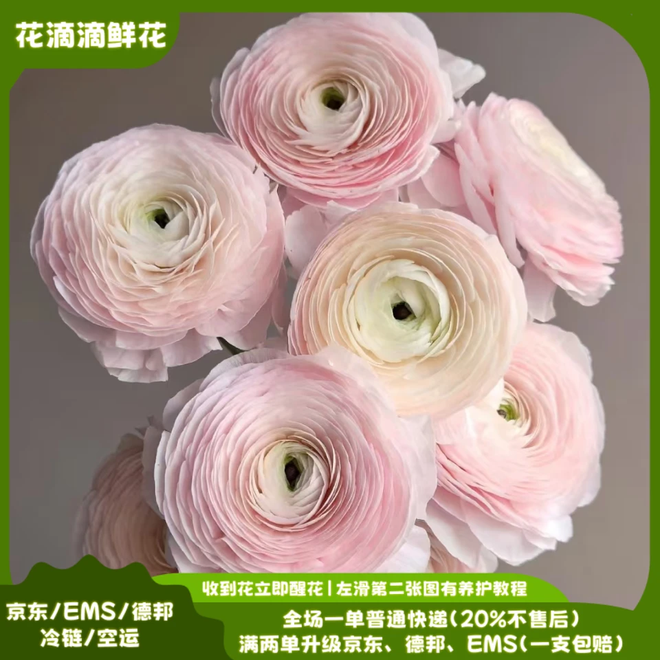 进口河内洋牡丹，云南高品质鲜花