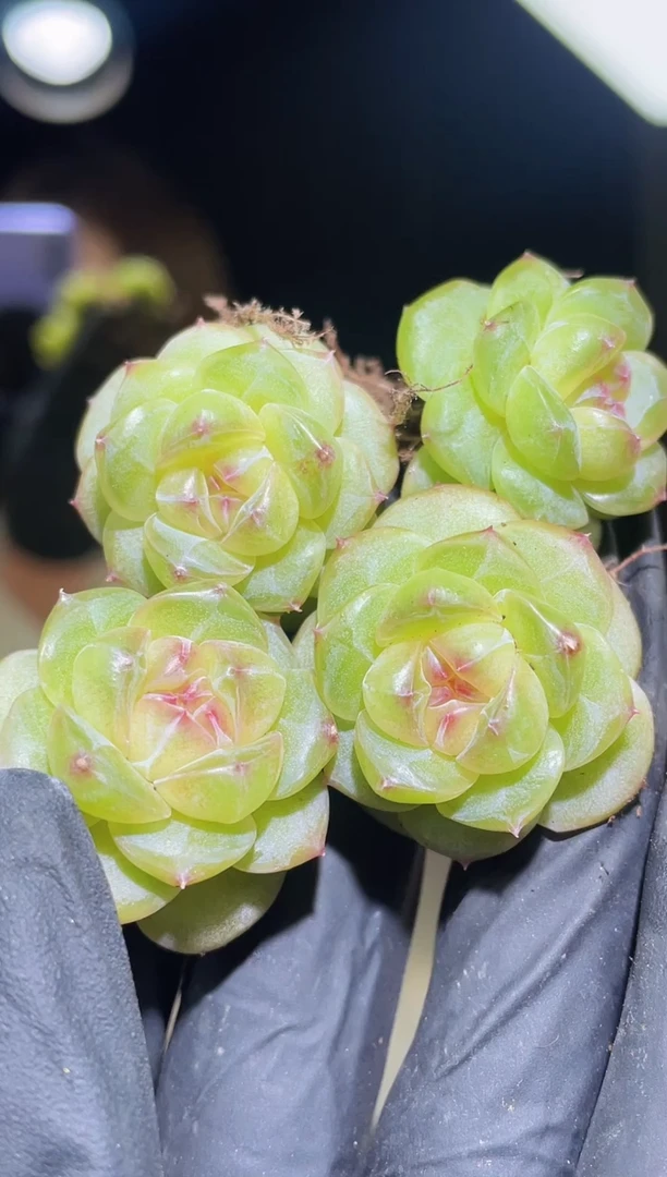 闪购2442  一步之瑶  多肉一颗  2-3厘米左右