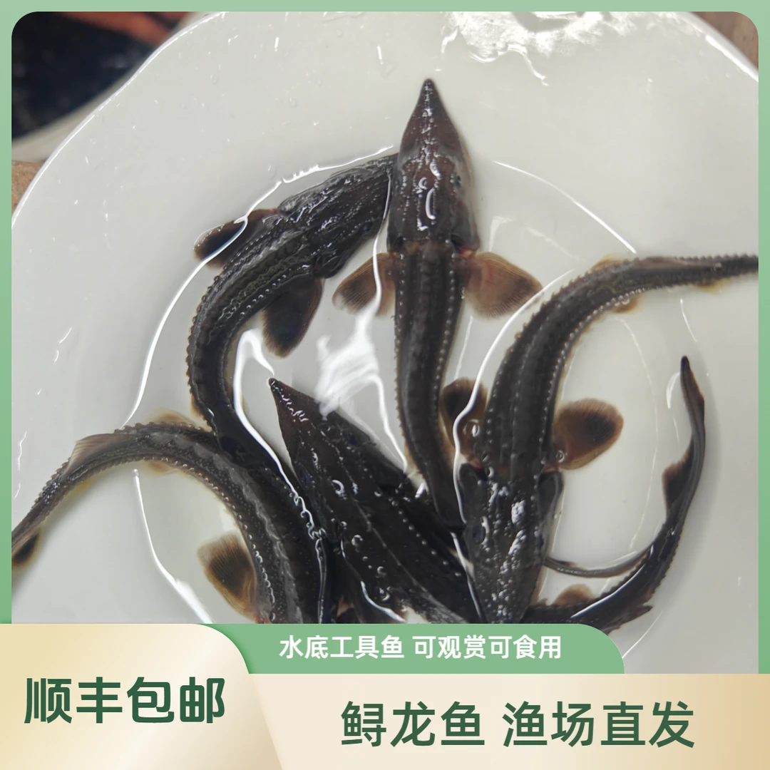 【活体】寻龙软骨鱼（7-16cm）观赏鱼淡水鱼冷水鱼