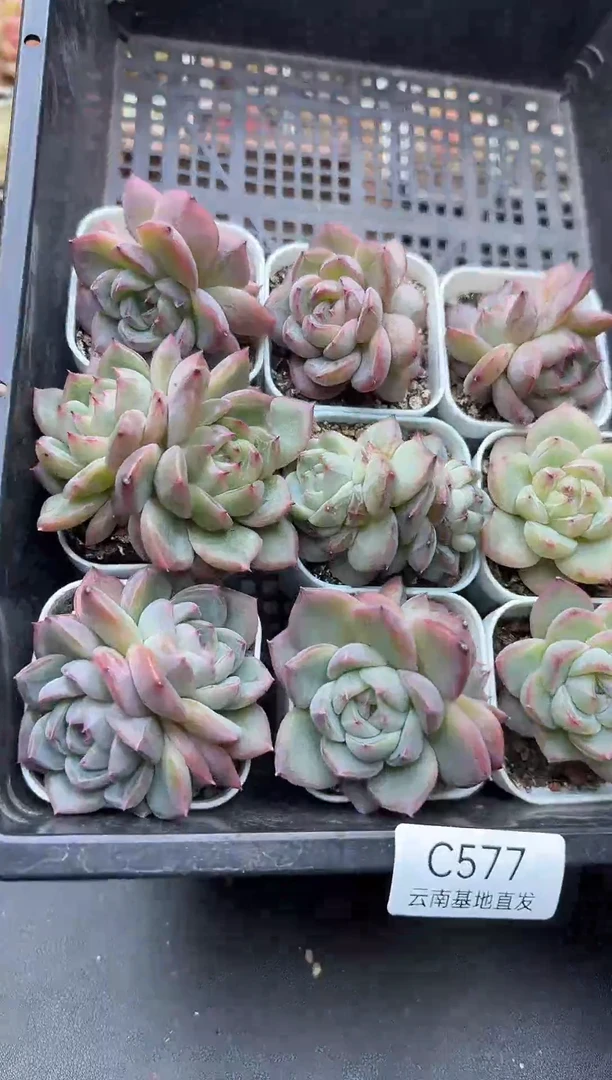 珍妮杂交多肉C577