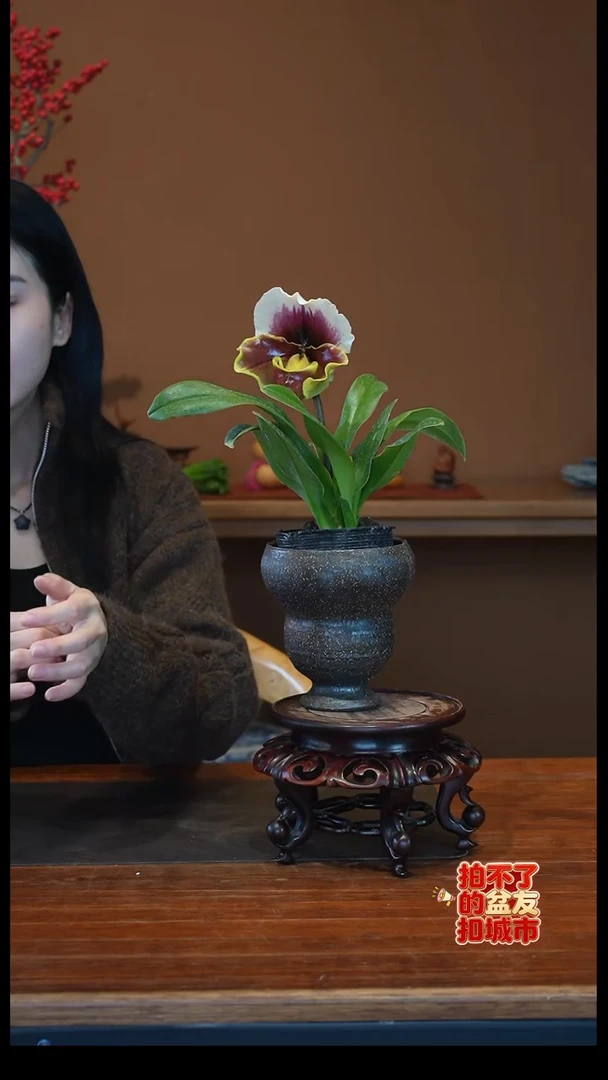 全部花朵红肉饼盆景盆景