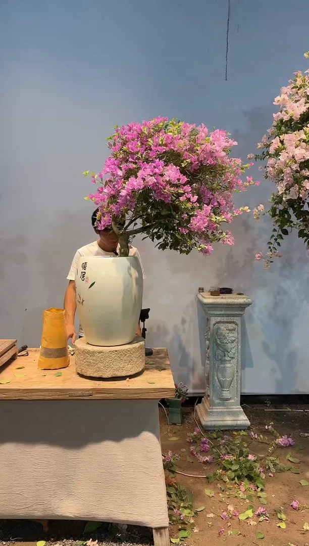 全部花朵稻*香三角梅28