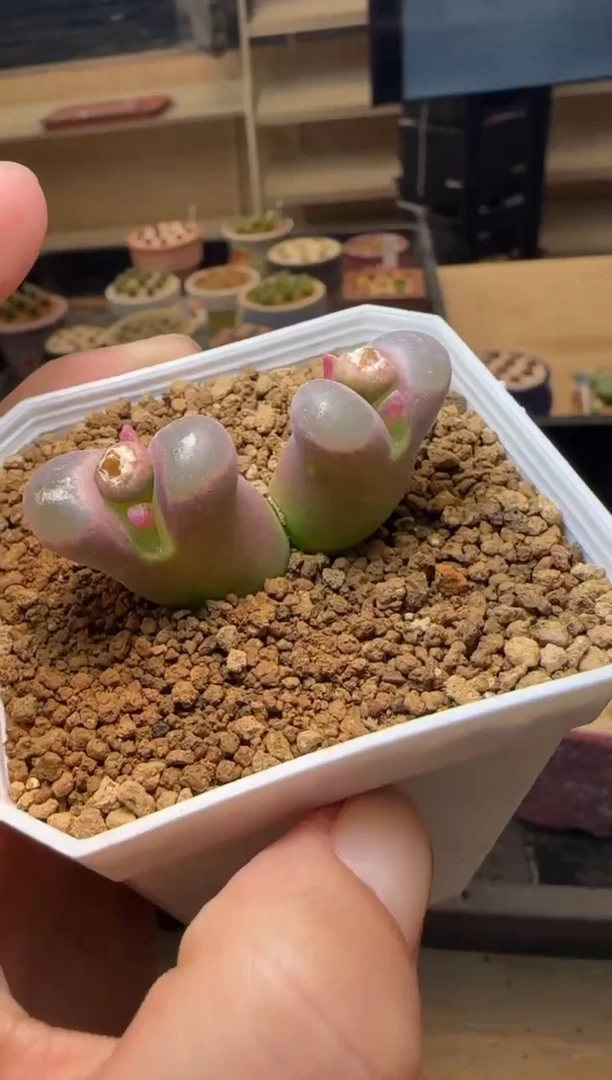 【闪购商品】21-60