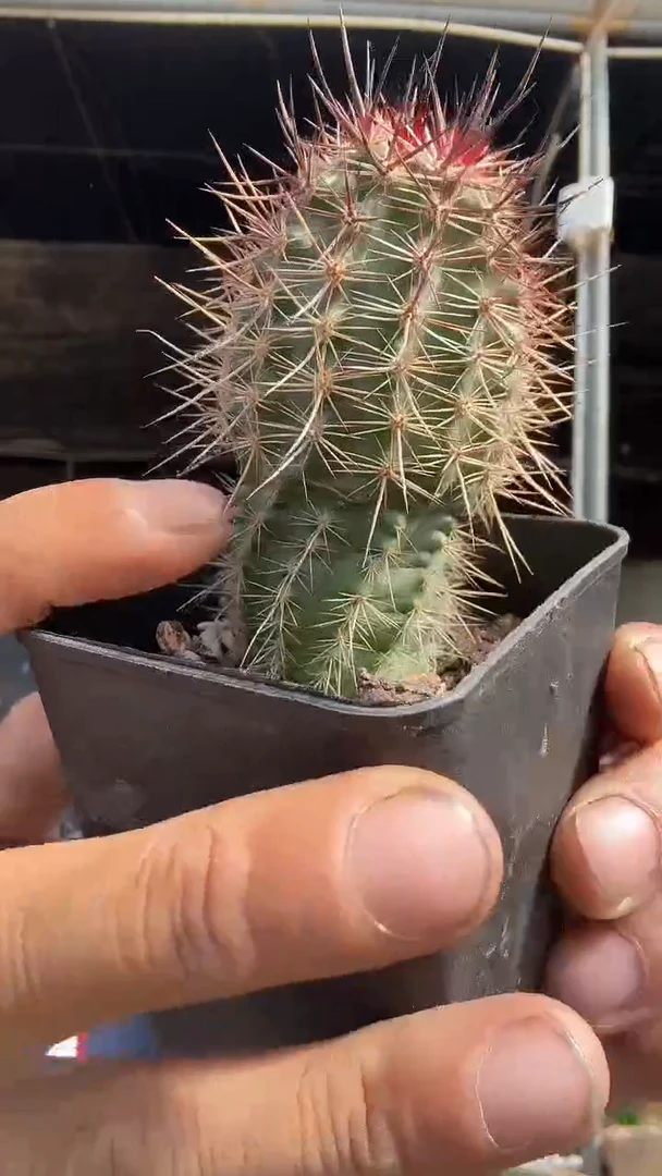 实生林氏幻虾19.99