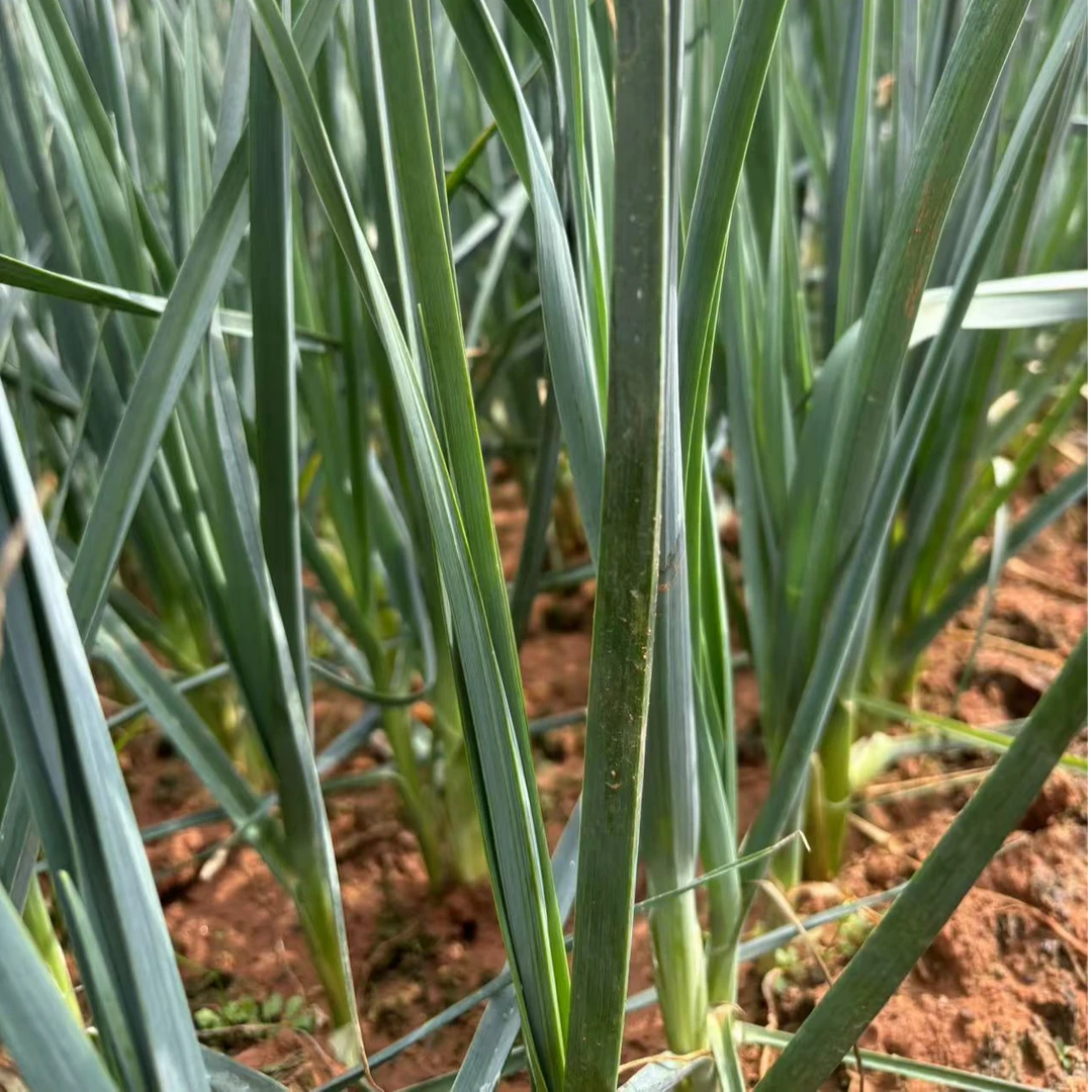 云南新鲜好吃白蒜苗露天种植农家自种现摘现发