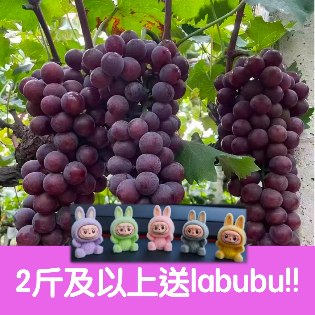 {我是特级果} 富硒巨峰葡萄孕妇水果清甜饱满多汁现货3斤水果同城送水果同城送新鲜山东省