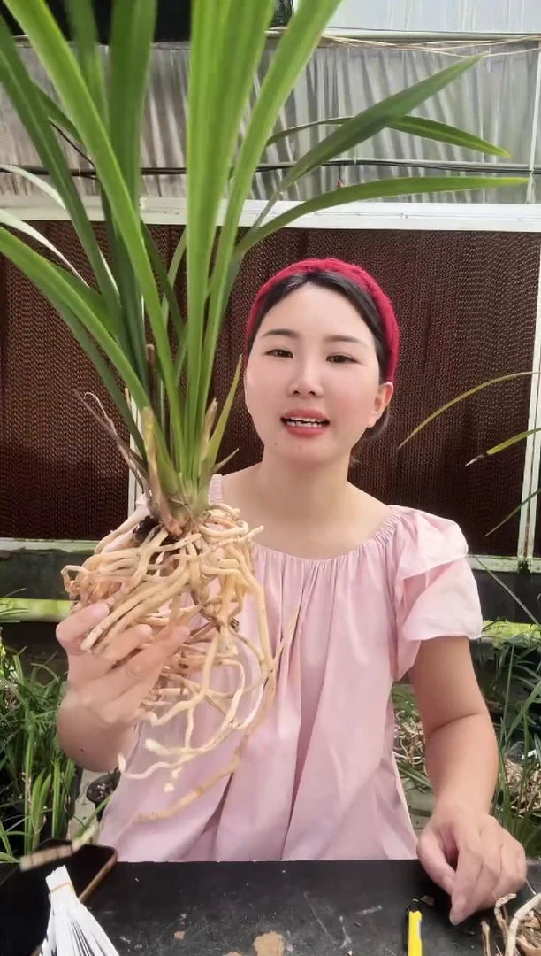 无花朵彩梅3苗带花苞  兰花