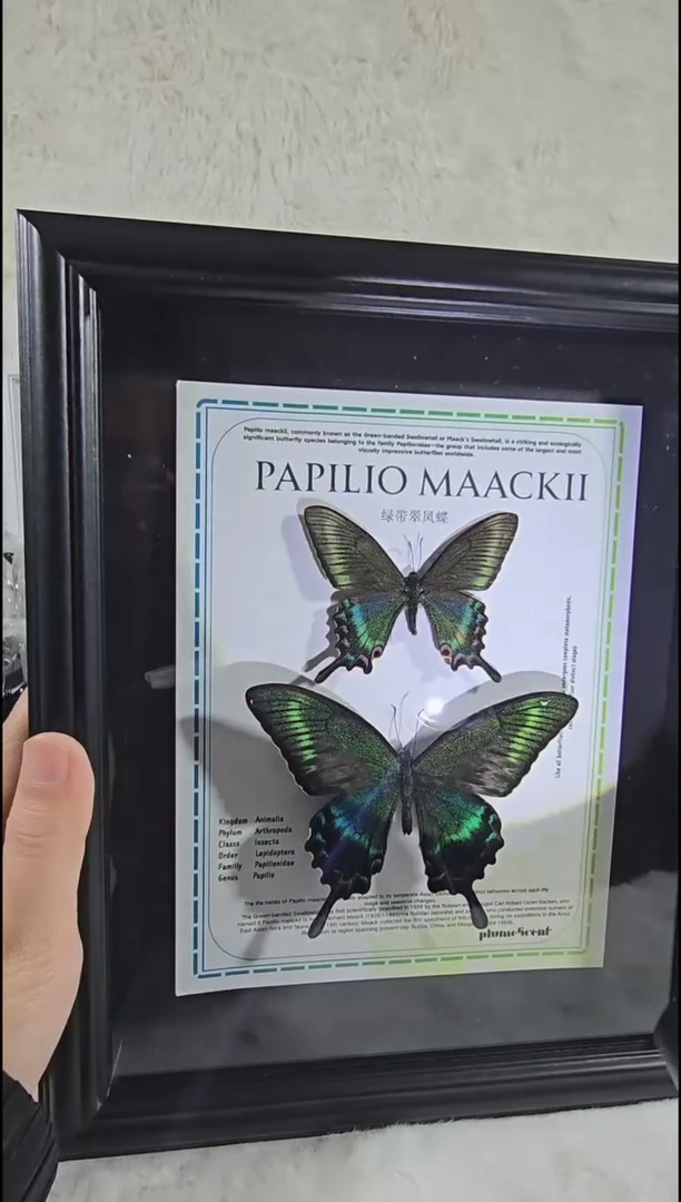 有机玻璃绿带双生xu新款相框10寸