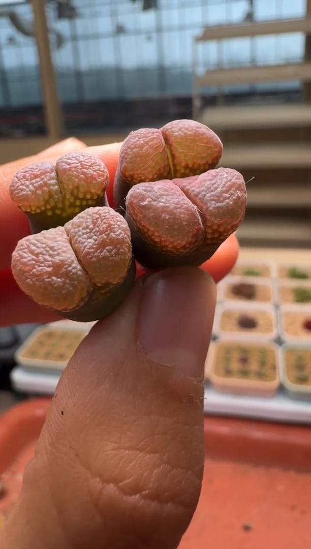 美丽的肉石头-362