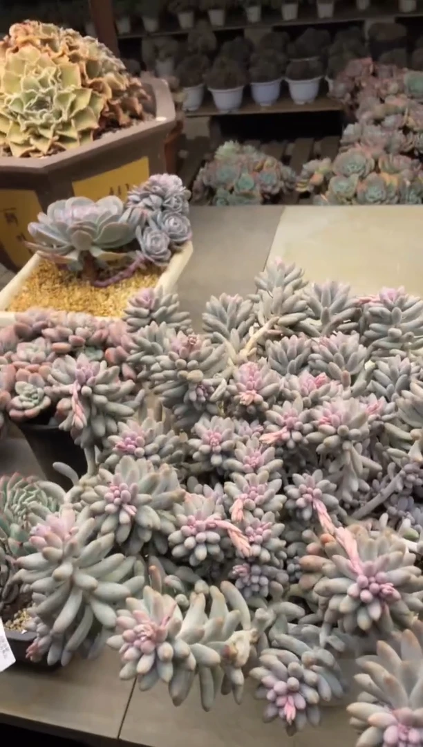 【闪购商品】234手指