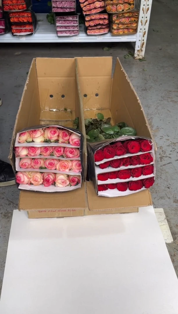 高原红20枝+爱莎20枝