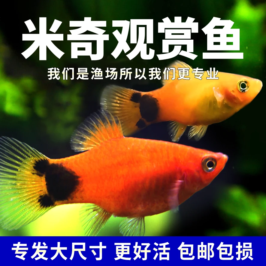 胎生鱼米奇鱼小鱼活观赏鱼热带鱼小型淡水好养孔雀鱼玛丽鱼