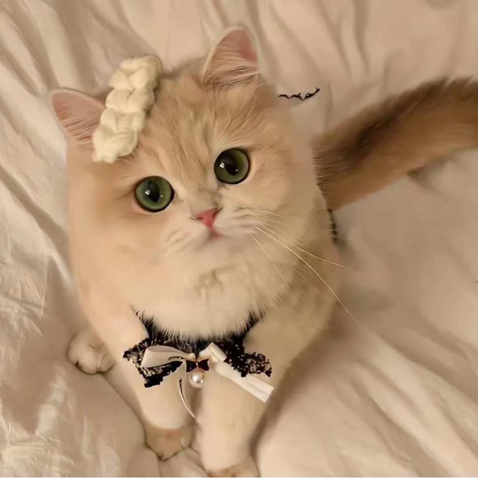 【奶猫丸Kitty精品】宠物活体猫咪链接