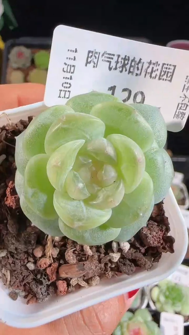 1110-129（星月）群生不包整