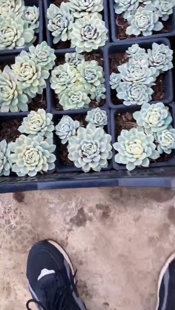 贝瑞覆伦锦（带盆土）3头起发￥12.8