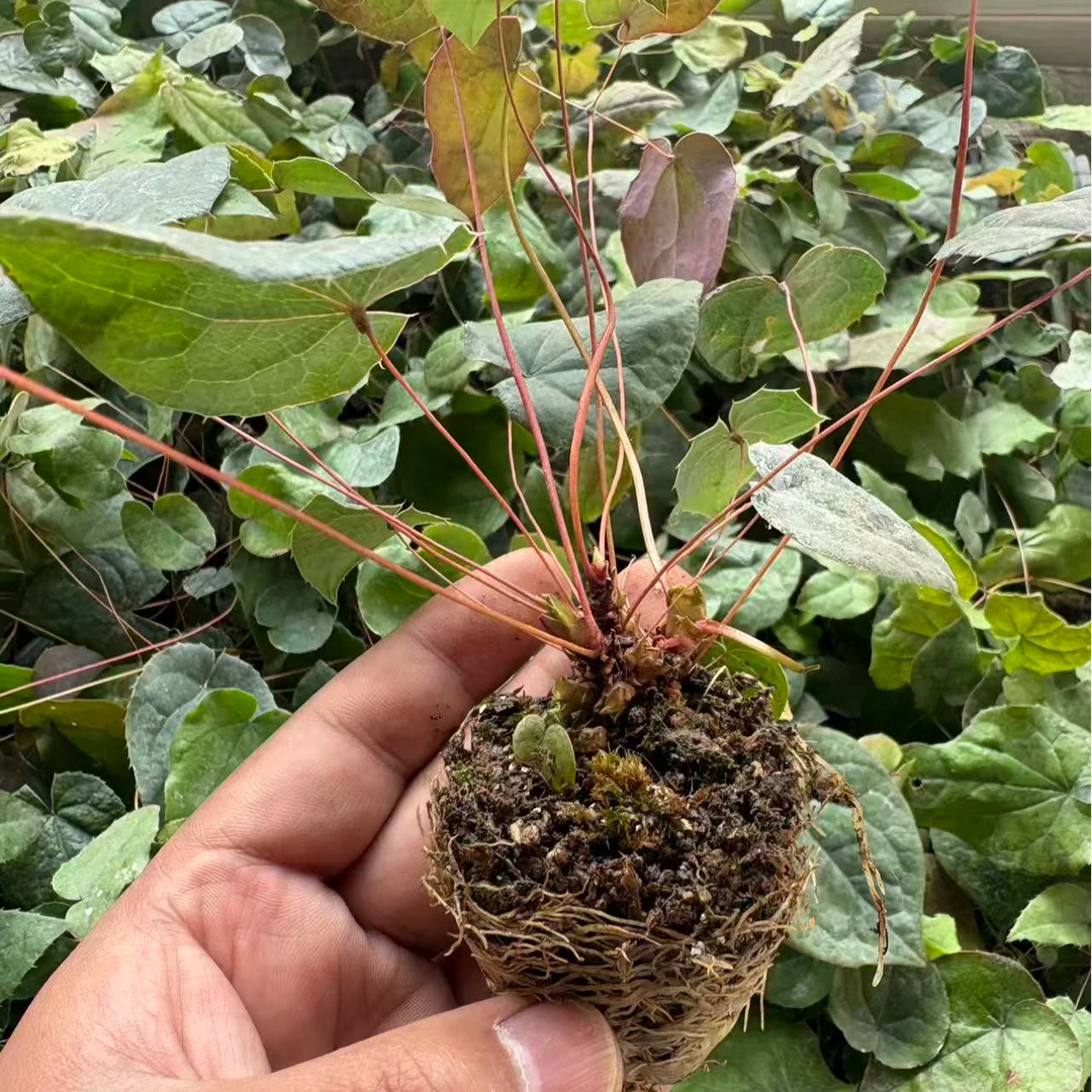 高萌发高含量柔毛淫羊藿籽育苗（穴盘苗）盆栽绿植