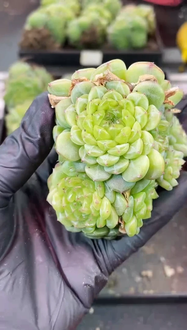 闪购2228 母本多肉一颗