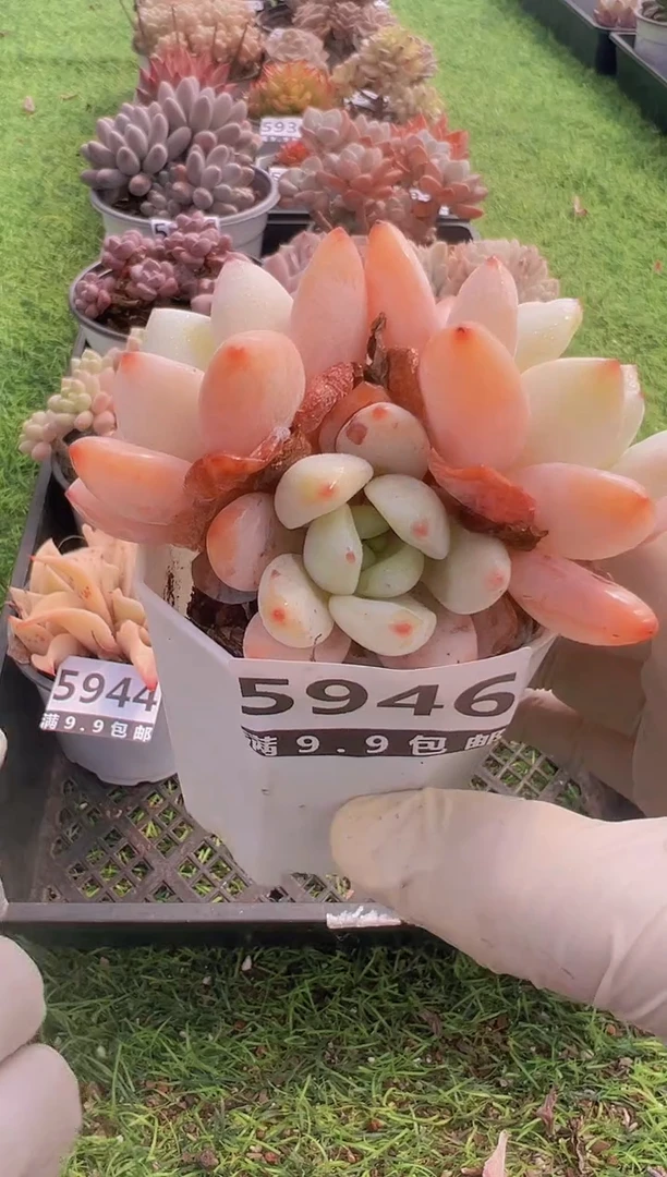 【闪购商品】信福多肉一物一拍