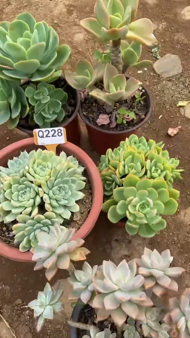 Q228多肉组合默认脱土发货
