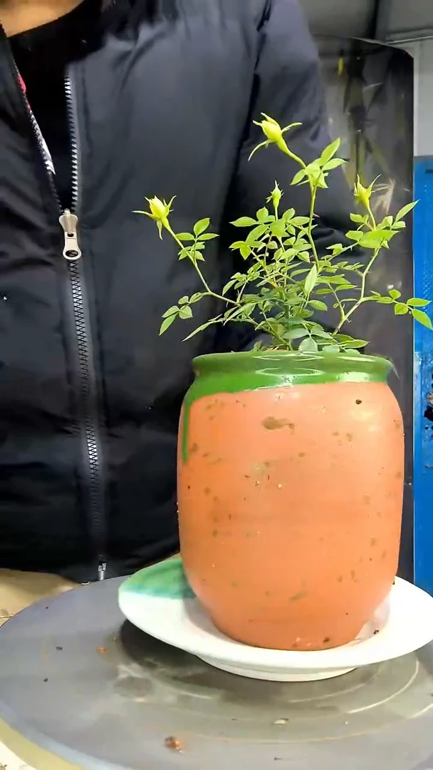 娜****?中青园艺一物一拍花60