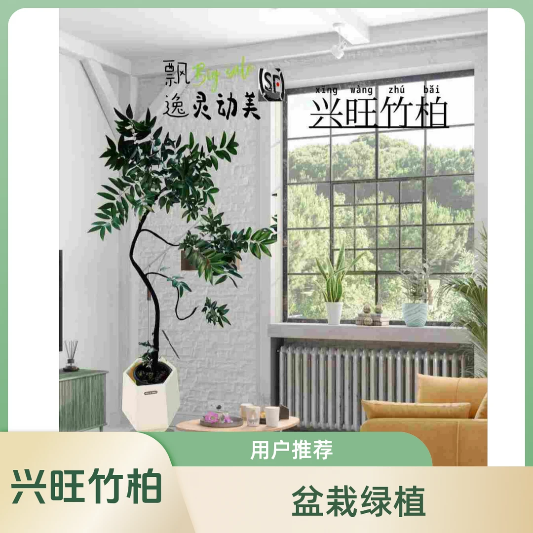 (一物一拍)绿植大盆栽竹柏（兴旺竹柏长寿竹柏）绿植