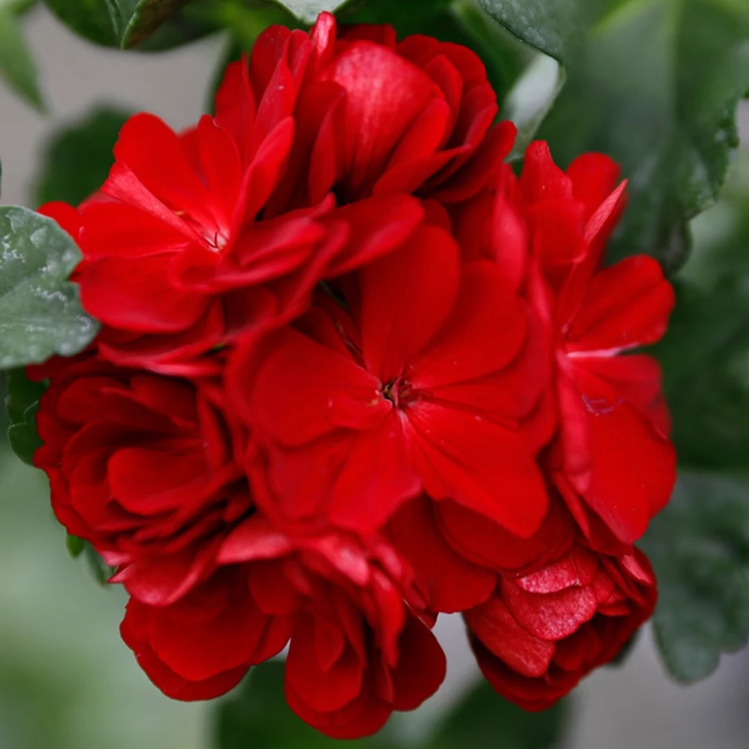 垂吊大花天竺葵花苗重瓣花卉庭院阳台四季开花不断盆栽带花苞发