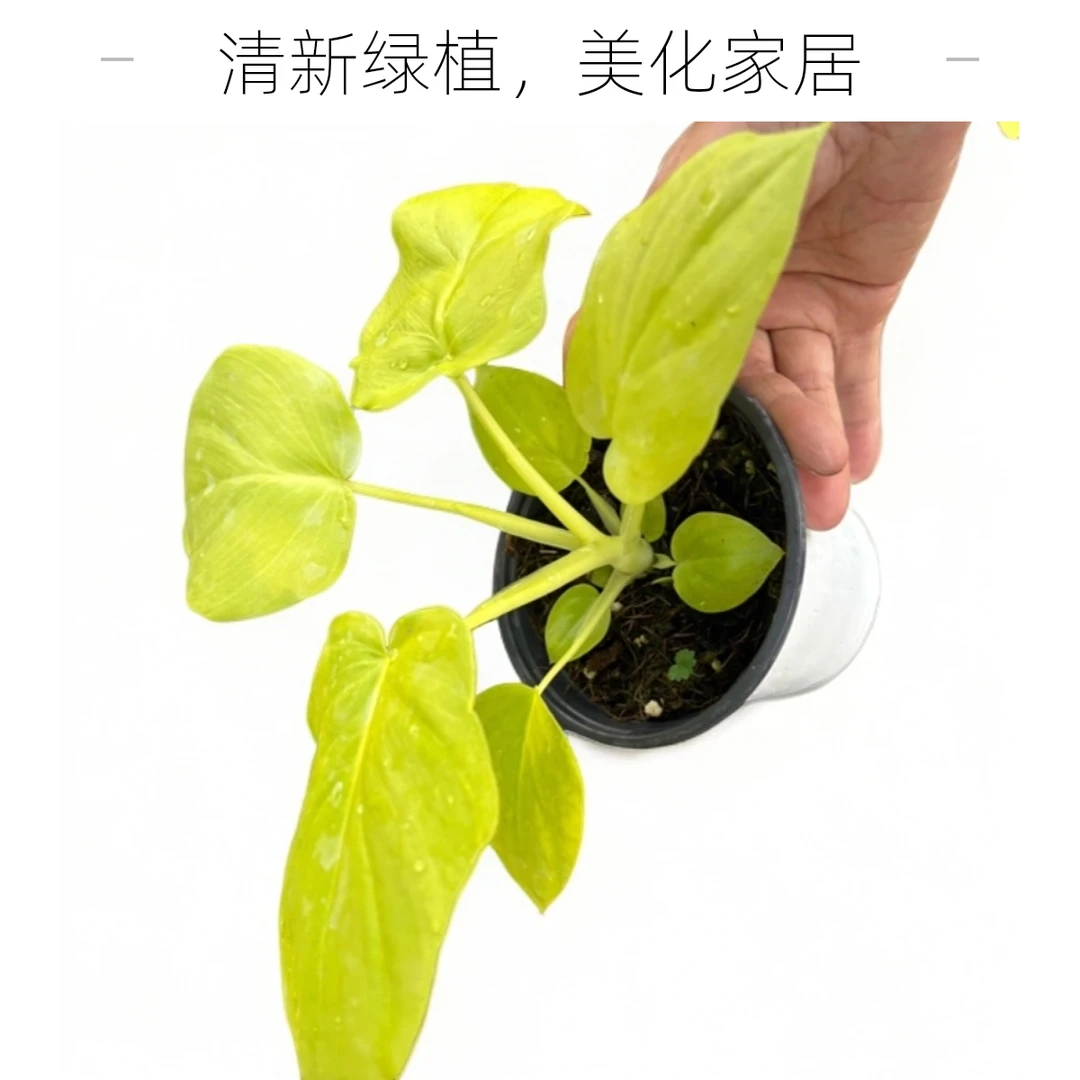 黄金春芋室内客厅办公室桌面净化空气Ins风观叶绿植盆栽源头基地