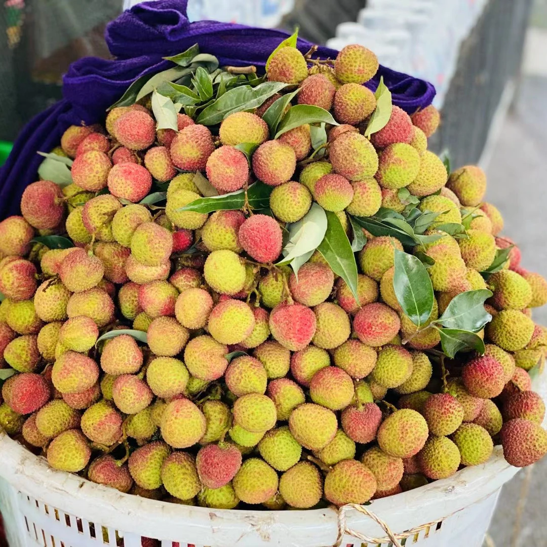 合江妃子笑荔枝四川省