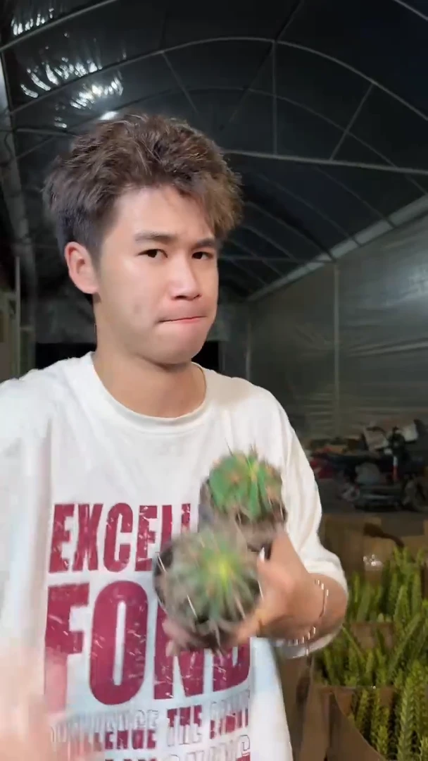 3颗 宽刺日出 4-6cm 实生根