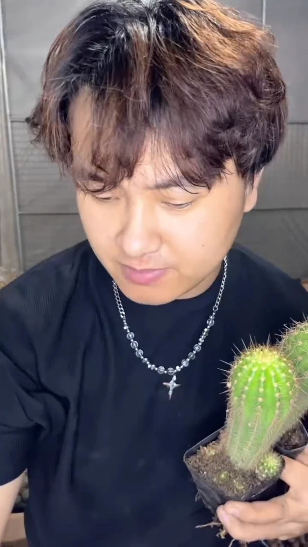 2颗 实生根 毛花柱 高8-12cm